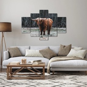 Obraz - Škótska krava 2 (150x105 cm)