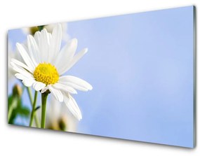 Obraz plexi Sedmokráska rastlina príroda 100x50 cm