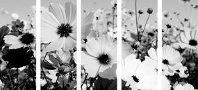 5-dielny obraz lúka jarných kvetov v čiernobielom prevedení