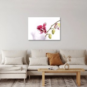 Obraz kvetu orchidey (70x50 cm)