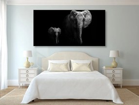 Obraz malý slon a slonica Varianta: 100x50
