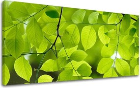 Obraz na stenu PANORÁMA RASTLINY RA016E13