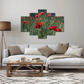 Obraz - Lúka s vlčími makmi (150x105 cm)