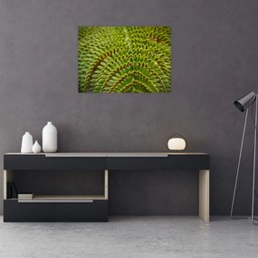 Sklenený obraz - Papraď (70x50 cm)