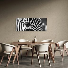 Obraz zebry (120x50 cm)
