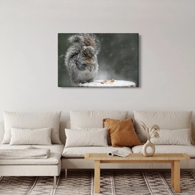 Obraz - Veverička v zime (90x60 cm)