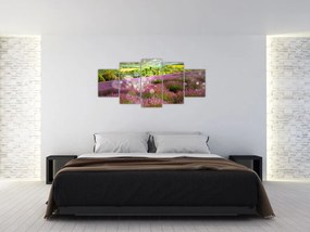 Levanduľové polia - obraz