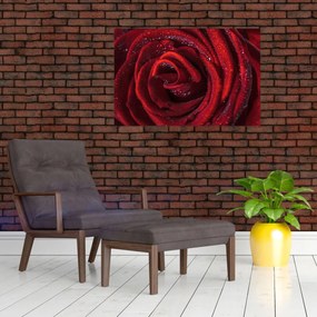 Obraz - Červená ruža s kvapkami rosy (90x60 cm)