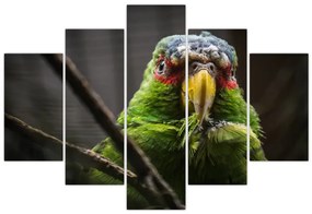 Obraz papagája (150x105 cm)