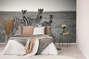 Samolepiaca fototapeta tri čiernobiele zebry v savane - 150x100