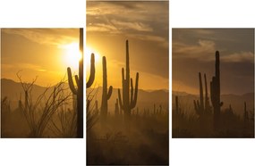 Obraz - Kaktusy Saguaro (90x60 cm)