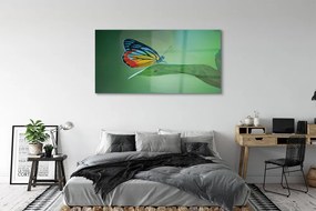 Obraz na akrylátovom skle Farebný motýľ krídlo 140x70 cm