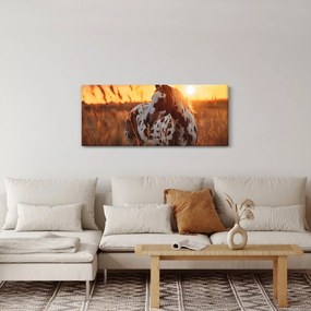 Obraz - Kôň pri západe slnka (120x50 cm)