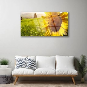 Obraz plexi Slnečnica kvet rastlina 100x50 cm