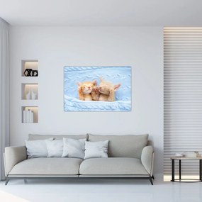 Obraz - Spiace mačiatka (90x60 cm)