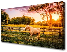 Obraz na plátne Kôň lúka zvieratá 140x70 cm