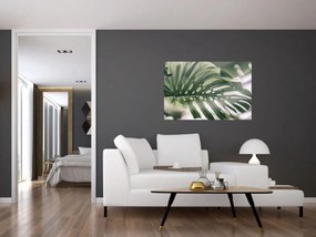 Obraz - List monštier (90x60 cm)