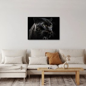 Obraz - Čierny panter (70x50 cm)