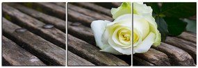 Obraz na plátne - Biela ruža na lavici - panoráma 5224B (120x40 cm)