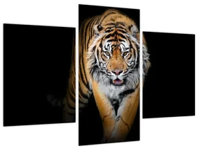 Obraz - Tiger (90x60 cm)