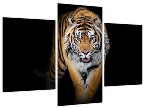 Obraz - Tiger (90x60 cm)