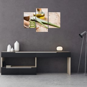 Obraz - Aloe vera (90x60 cm)