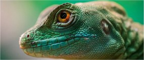 Detailný obraz jaštera (120x50 cm)