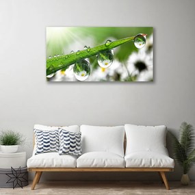 Obraz Canvas Tráva rosa kvapky príroda 125x50 cm