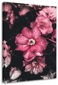 Gario Obraz na plátne Ružové kvety na tmavom pozadí Rozmery: 40 x 60 cm