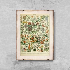 Poster Kvety od Adolphe Millota