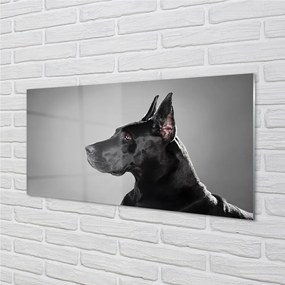 Obraz na akrylátovom skle Čierny pes 100x50 cm