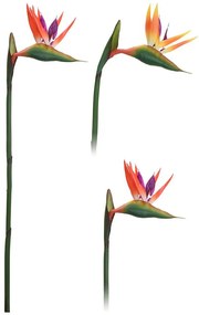 Rajský kvet 80 cm 2 ks