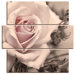 Obraz na plátne - Ruža a uschnuté rastliny - štvorec 3225FD (105x105 cm)