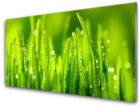 Skleneny obraz Zelená tráva kvapky rosy 100x50 cm