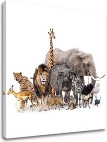 Obraz na stenu ZVIERATÁ_051-12