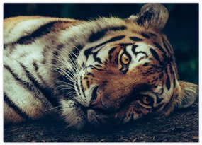 Obraz - Tiger Sibírsky (70x50 cm)