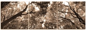 Obraz na plátne - Zelené stromy v lese - panoráma 5194FB (120x40 cm)