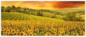 Obraz - Slnečnicové pole (120x50 cm)