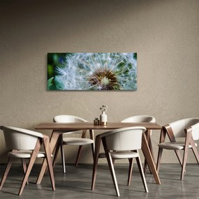 Obraz odkvitnutej púpavy (120x50 cm)
