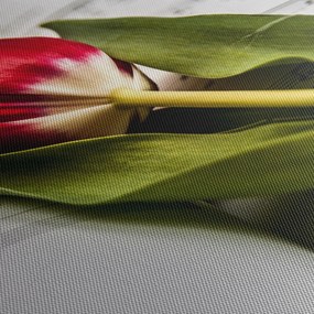 Obraz červeného tulipánu (90x60 cm)