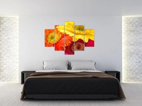 Obraz - Kvety Gerbery (150x105 cm)
