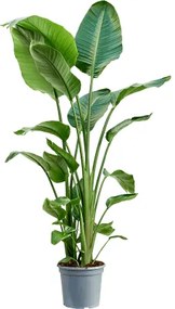 Strelitzia nicolai 30x160 cm