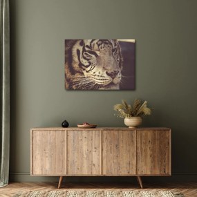 Obraz tigra (70x50 cm)