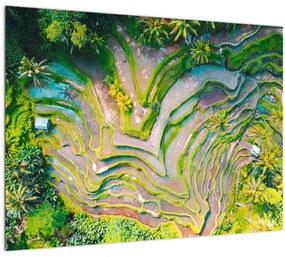 Sklenený obraz ryžových polí z vtáčej perspektívy (70x50 cm)