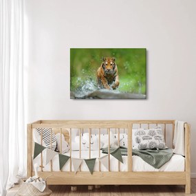 Obraz - Bežiaci tiger (90x60 cm)