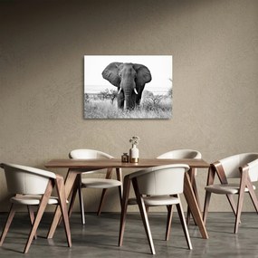 Sklenený obraz - Slon africký II. (70x50 cm)