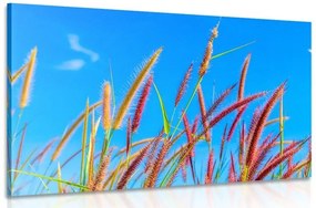 Obraz divoká tráva pod modrou oblohou - 120x80
