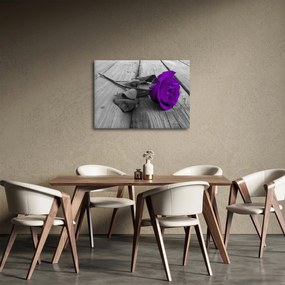 Obraz - Fialová ruža so zelenou stonkou (70x50 cm)