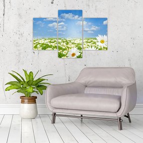 Obraz rozkvitnutej lúky s margarétkami (90x60 cm)