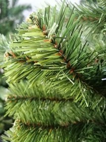 Limpol Jedľa Eliza 2,20 m